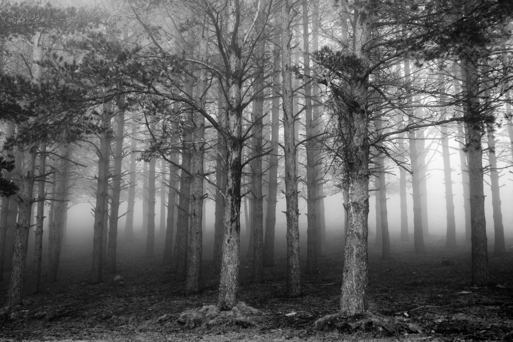 The Shape of Trees 05 von George Digalakis