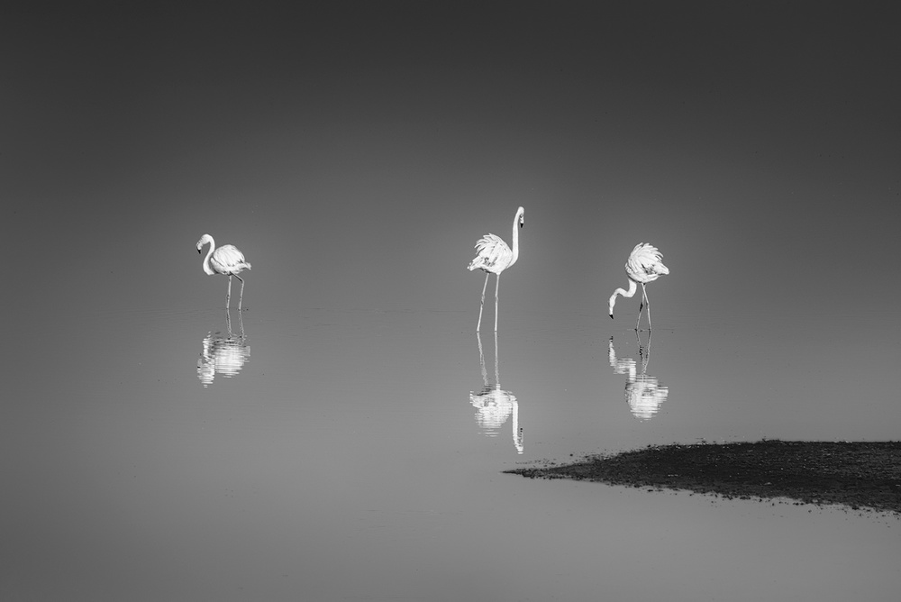 Three Flamingos von George Digalakis