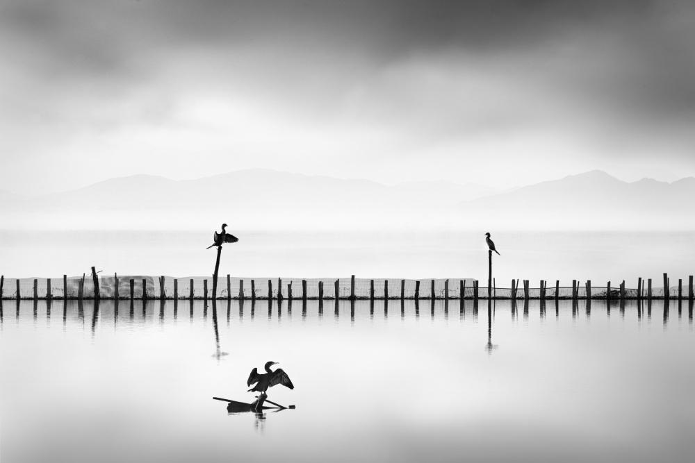 Three Cormorants von George Digalakis