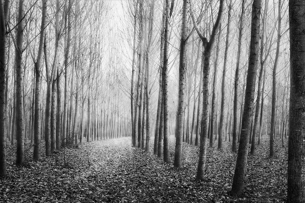 Autumn Mist von George Digalakis