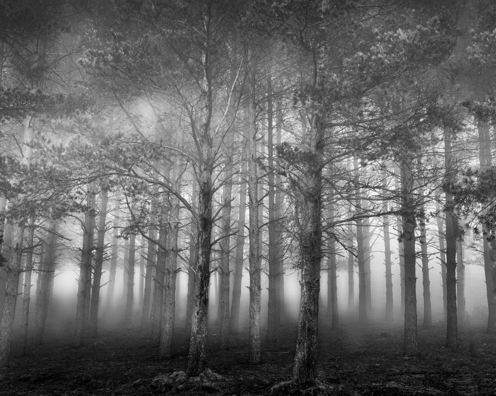 In the Woods II von George Digalakis