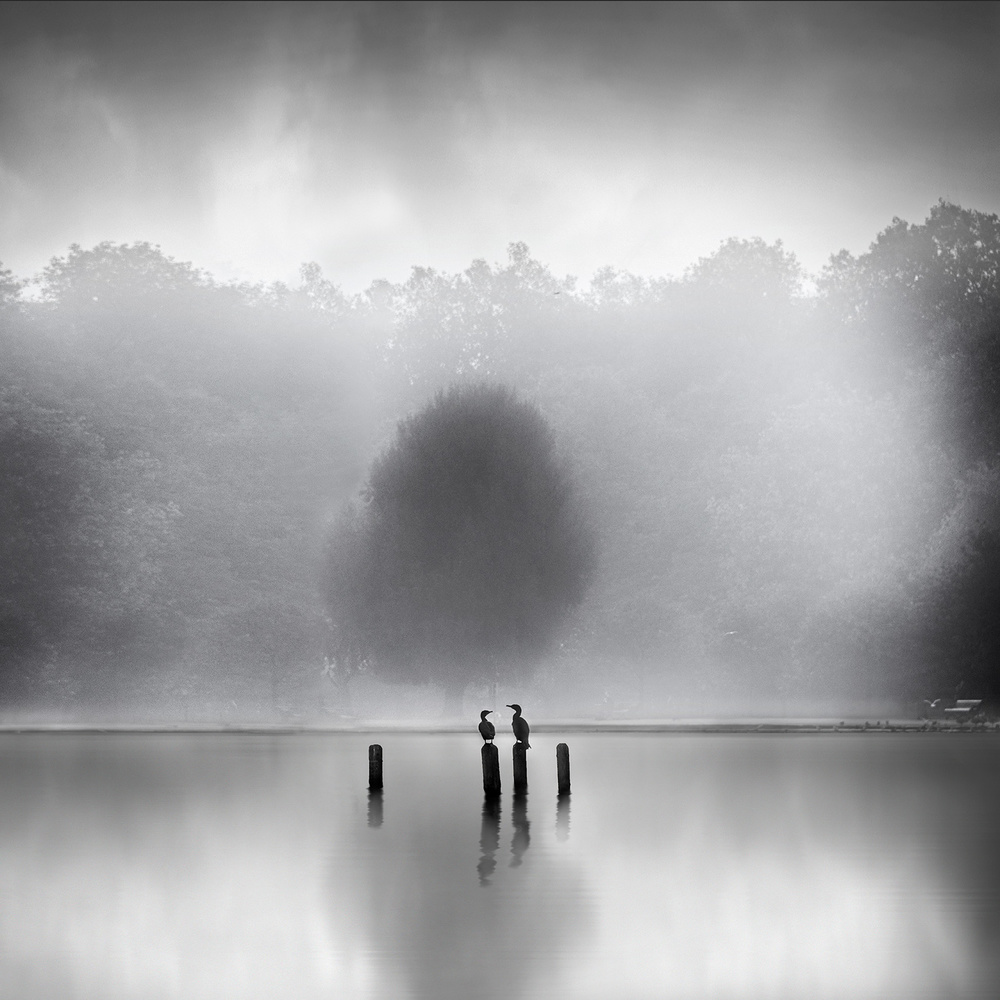 Cormorants in the mist von George Digalakis