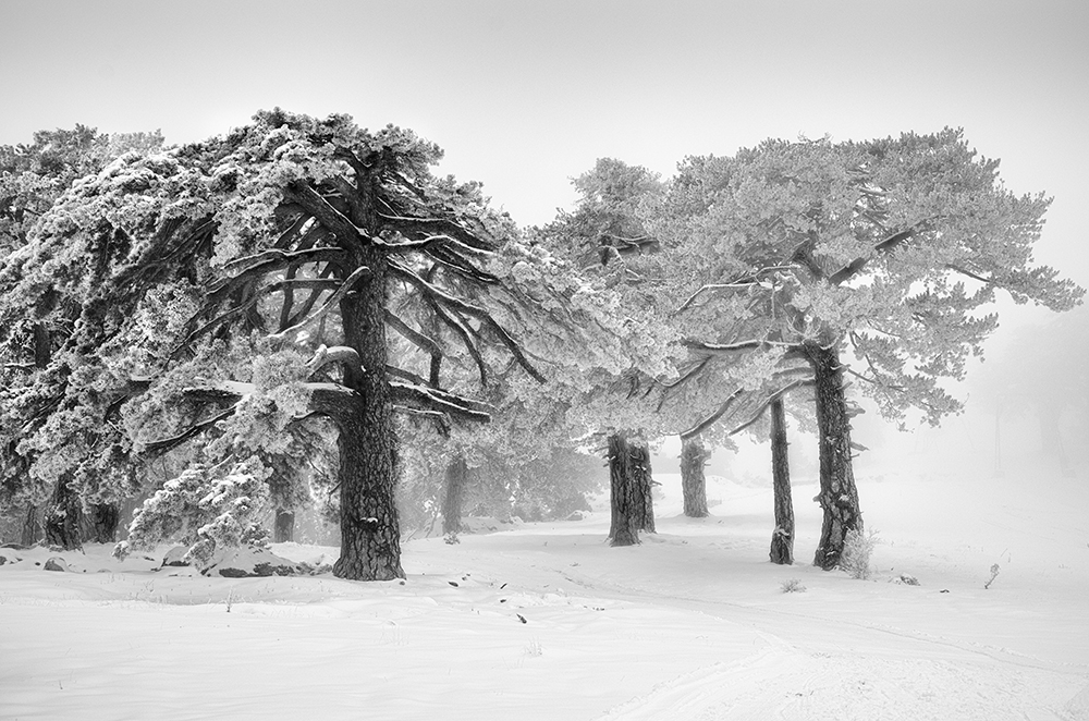 Let it Snow 03 von George Digalakis