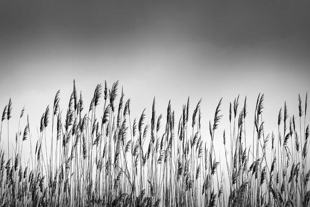 Reeds von George Digalakis