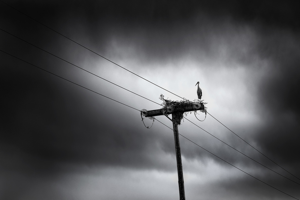 Storks are back again this year von George Digalakis