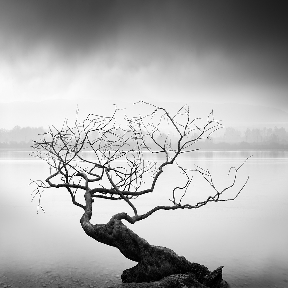 Root to Branches von George Digalakis