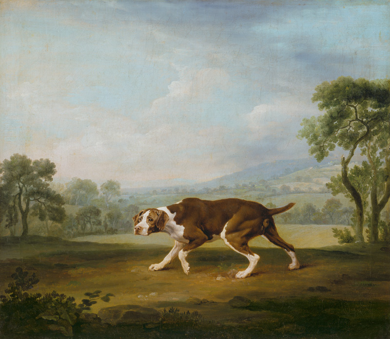 Hühnerhund. von George Stubbs