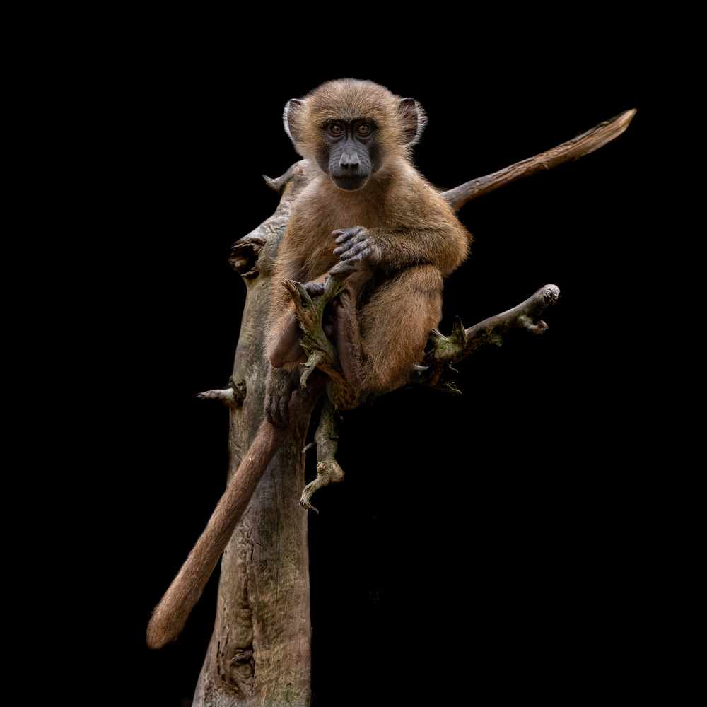 Baby Baboon von Georgios Tsikiridis