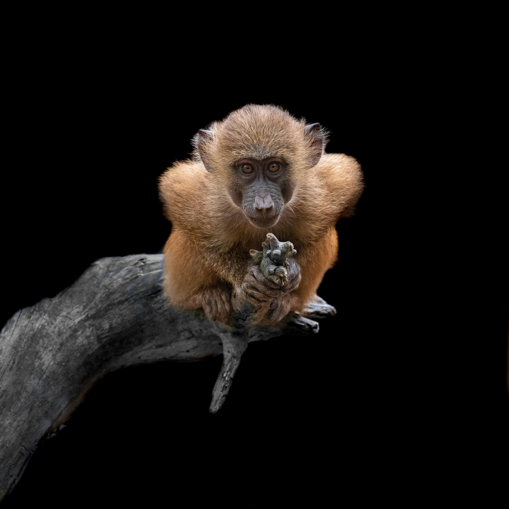 Baby Baboon von Georgios Tsikiridis