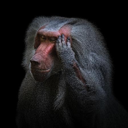 The thinker (Guinea-Pavian)