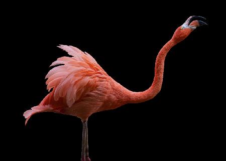 Flamingo