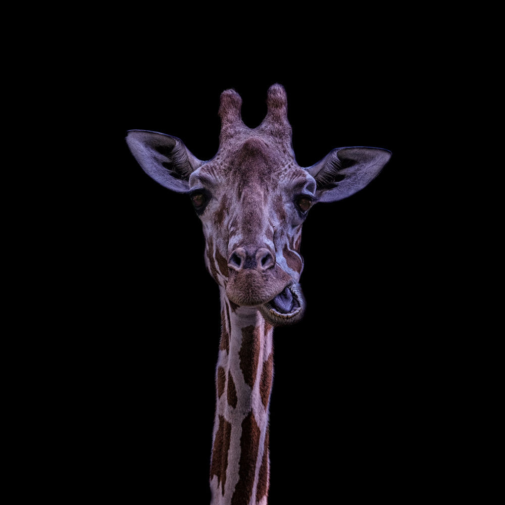 Giraffe von Georgios Tsikiridis