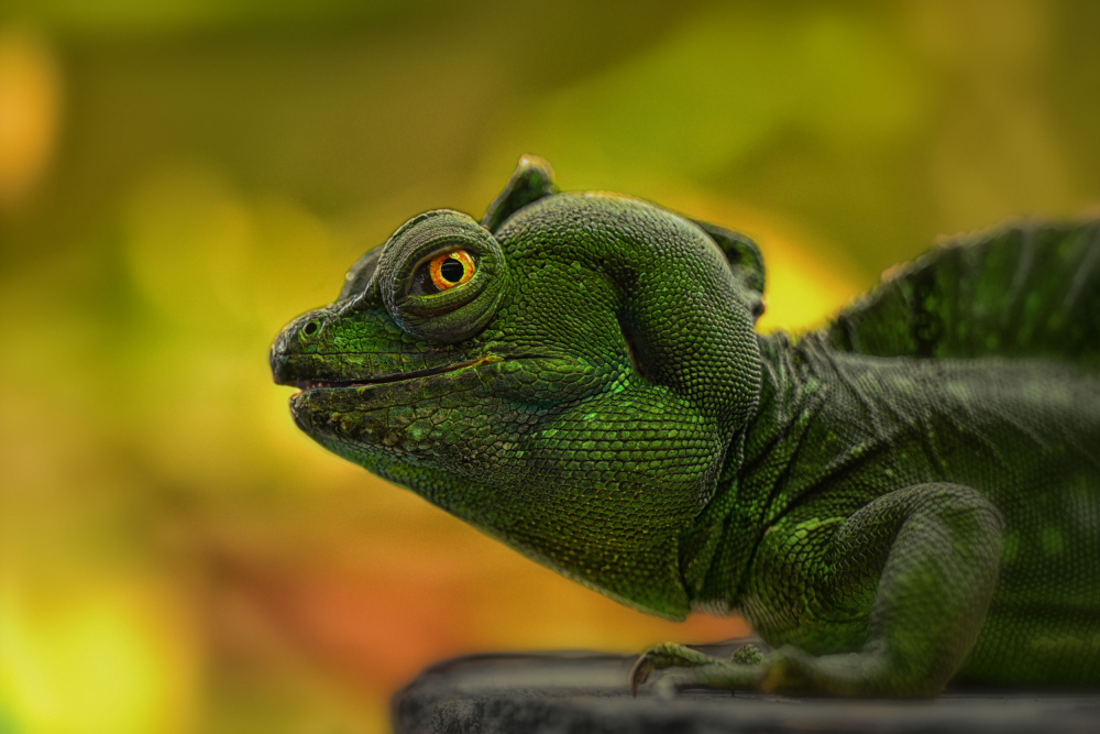 crested lizard greens von Georgios Tsikiridis