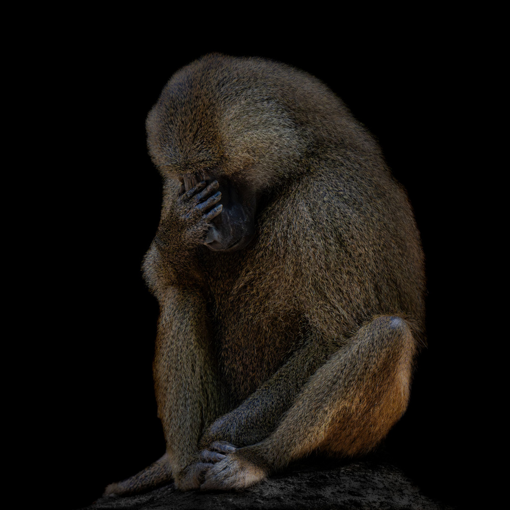 I am not There (Guinea baboon) von Georgios Tsikiridis