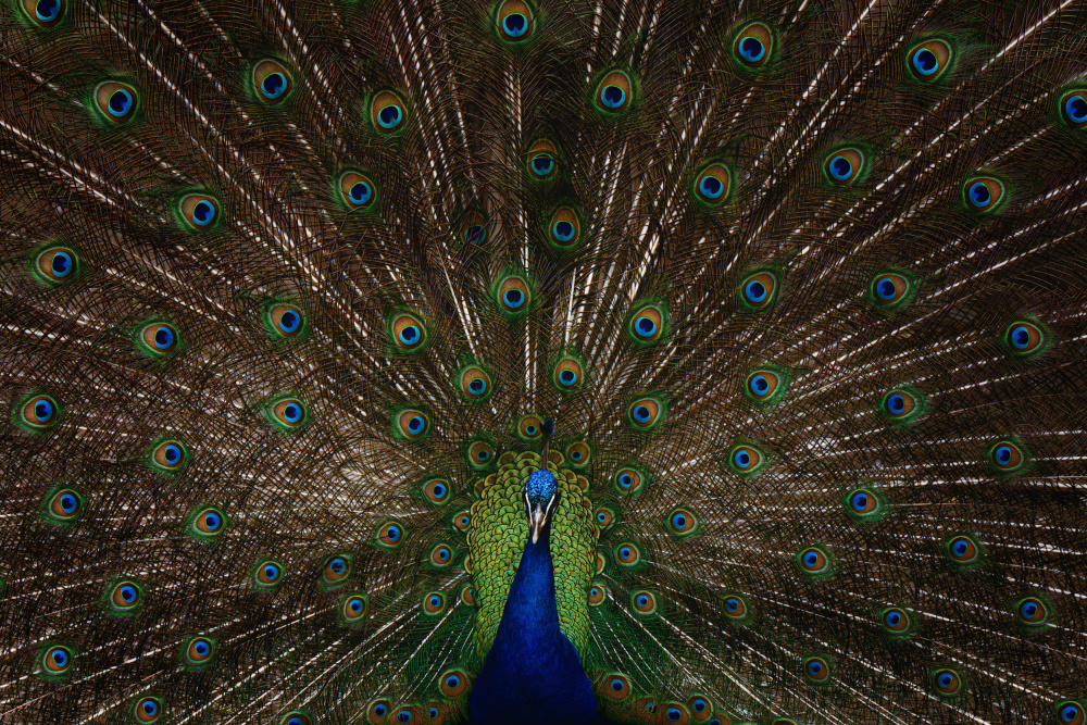 Indian peafowl von Georgios Tsikiridis