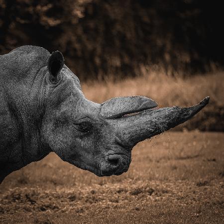 Rhinoceros