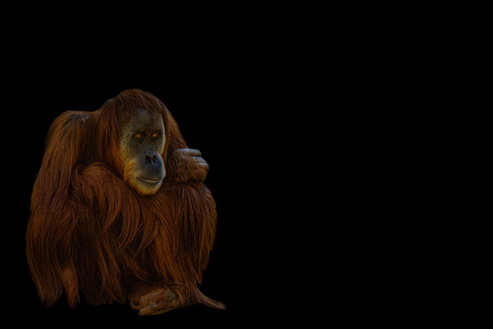 Orang-Utan von Georgios Tsikiridis