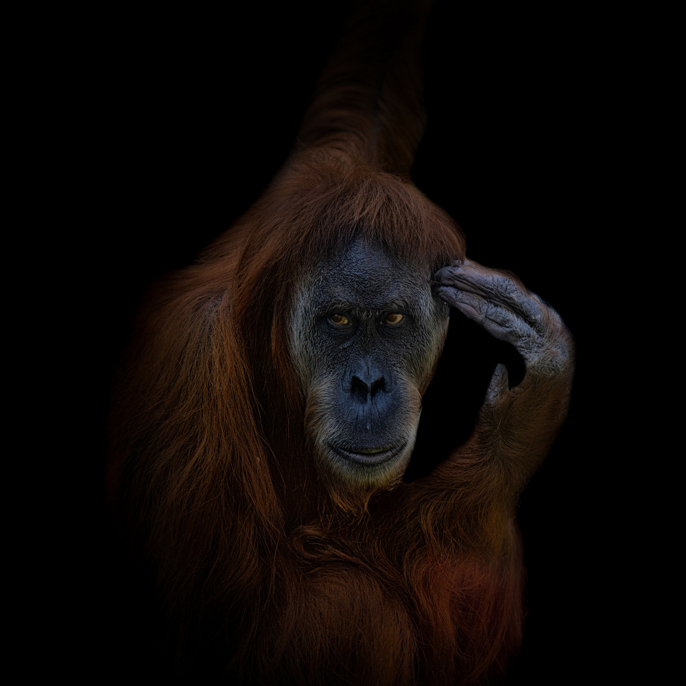 Orang-Utan von Georgios Tsikiridis