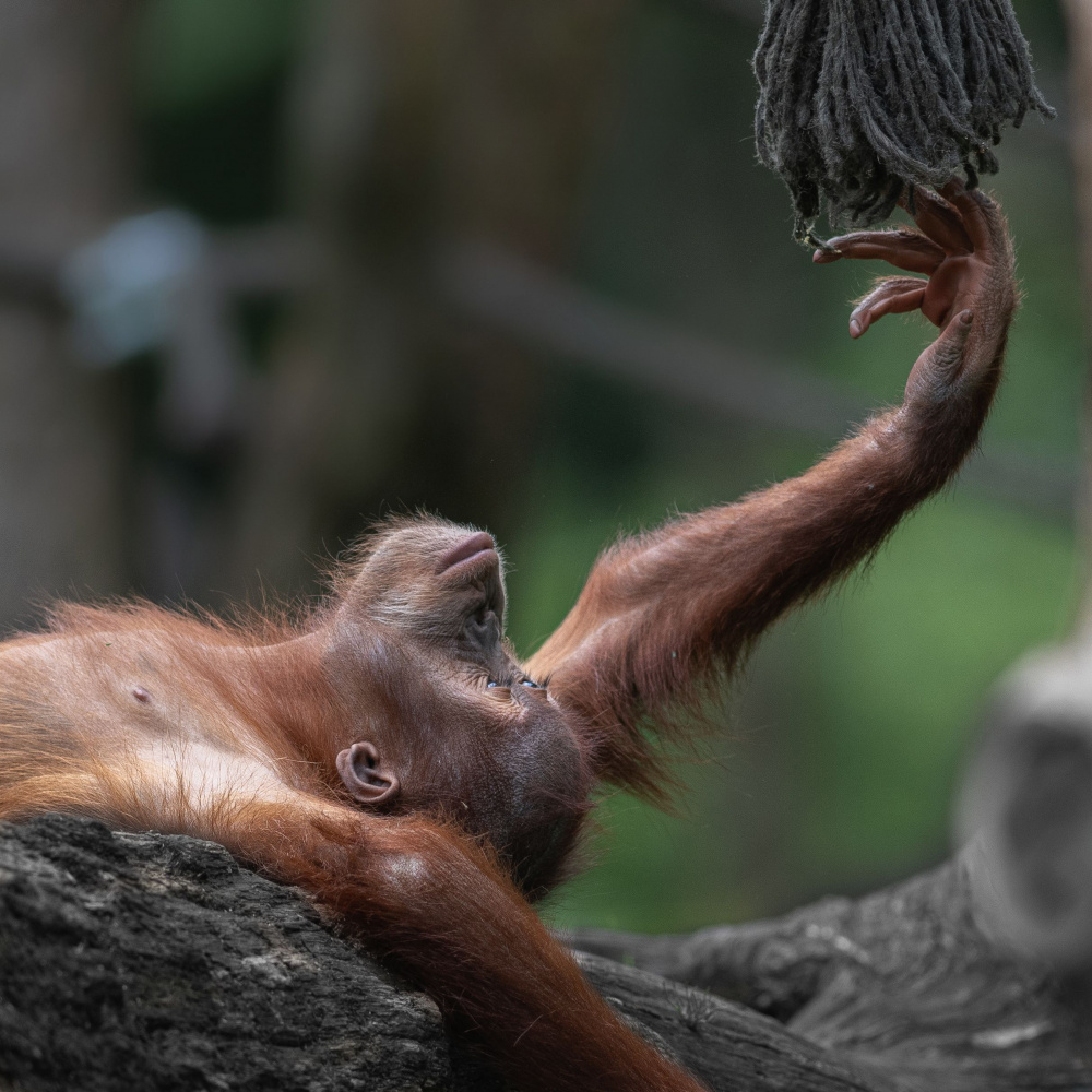 Orangutan baby &quot;Sat-Chit-Ananda&quot; - &quot; bliss&quot; von Georgios Tsikiridis