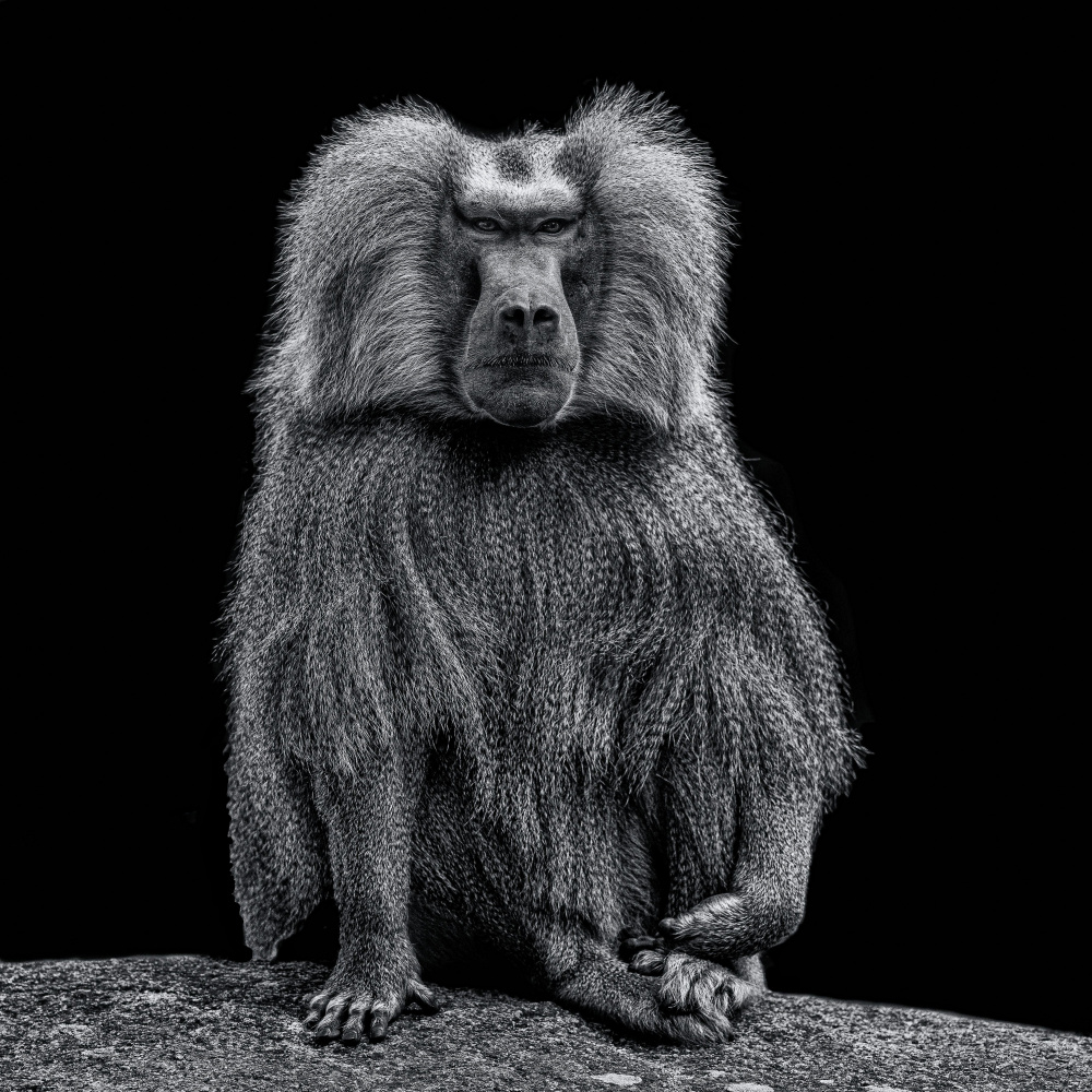 Baboon von Georgios Tsikiridis