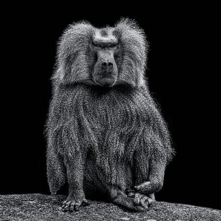 Baboon