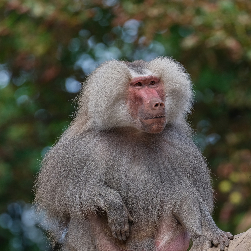 Baboon von Georgios Tsikiridis