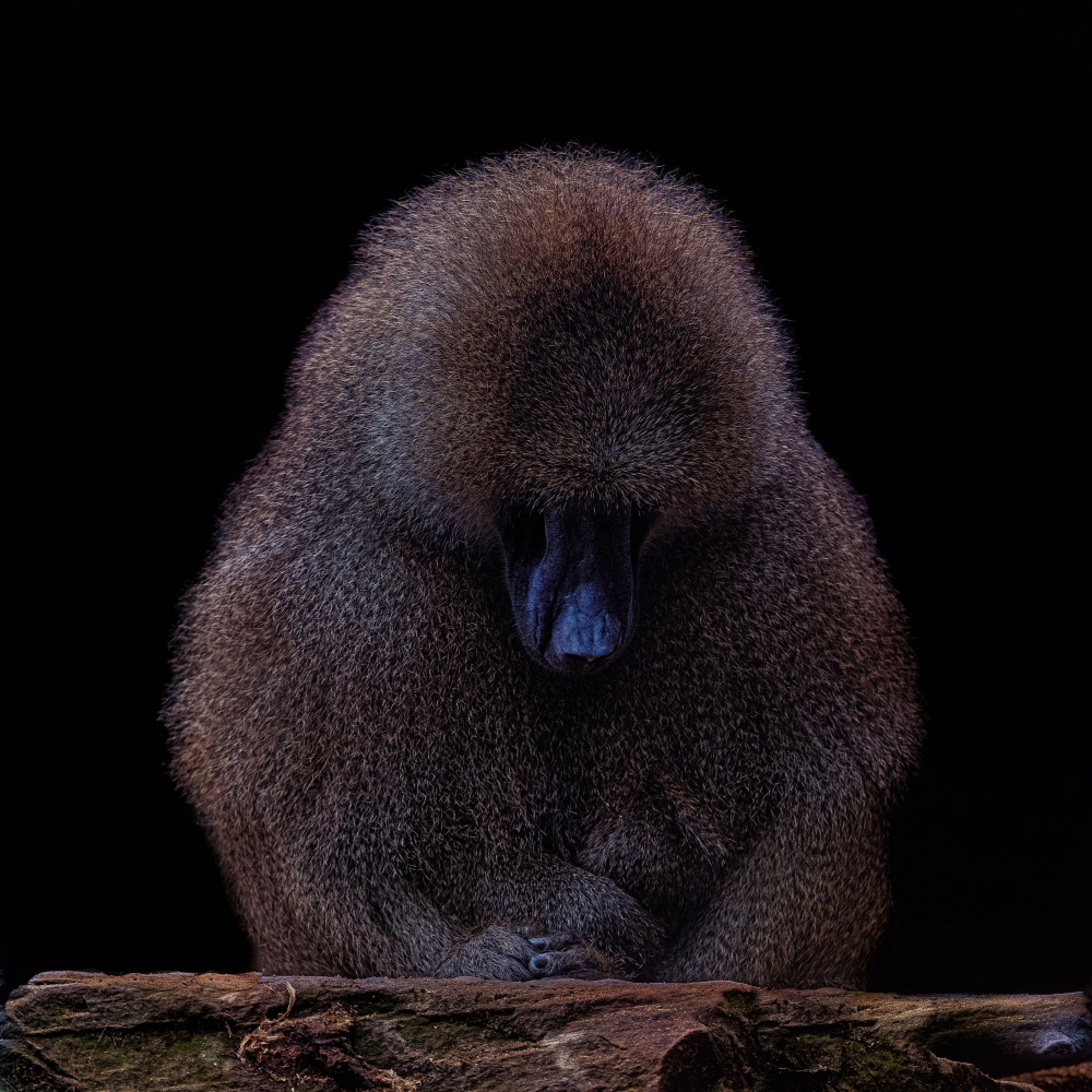 Baboon von Georgios Tsikiridis