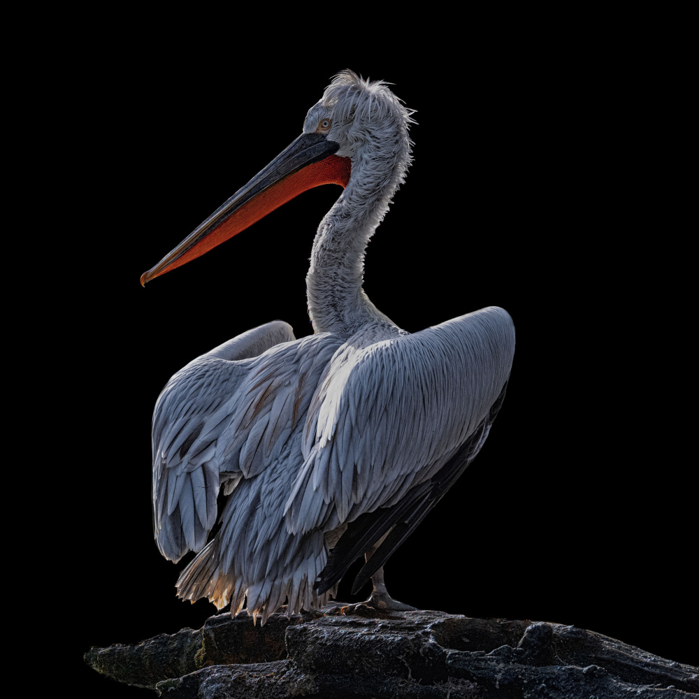 Pelican von Georgios Tsikiridis