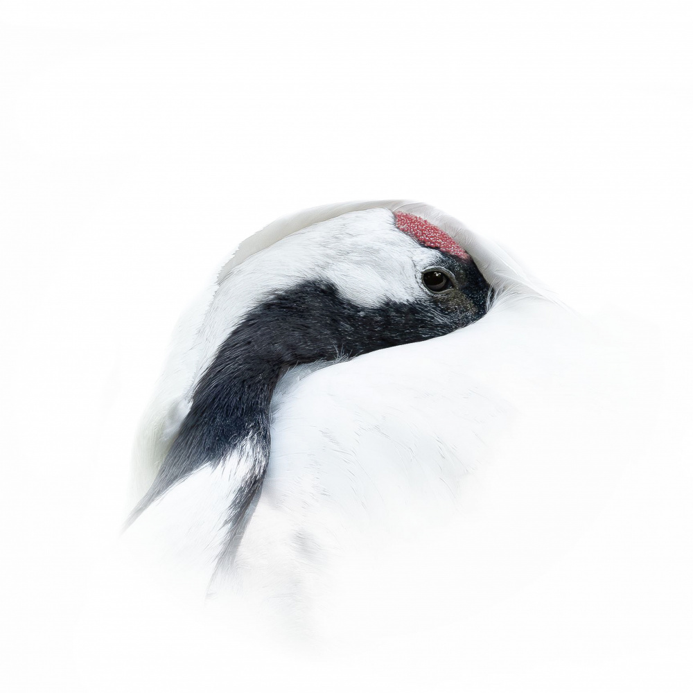 Red-crowned crane von Georgios Tsikiridis