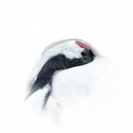 Red-crowned crane