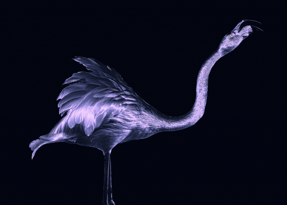 Silver Flamingo von Georgios Tsikiridis