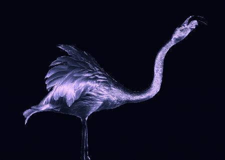 Silver Flamingo