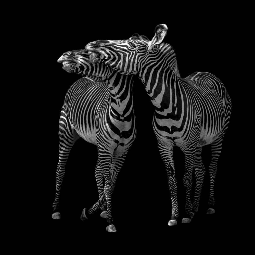 Zebras dance von Georgios Tsikiridis