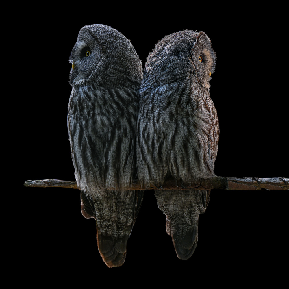 Two Owls von Georgios Tsikiridis