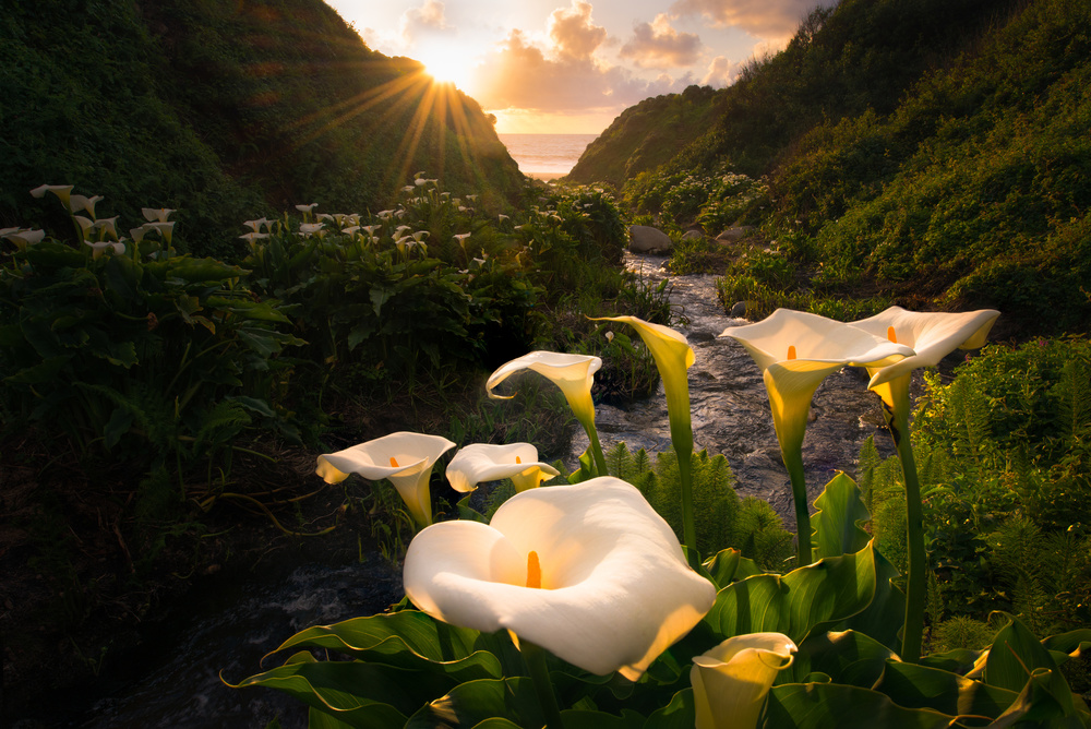 Calla Lily world von Gerald Macua