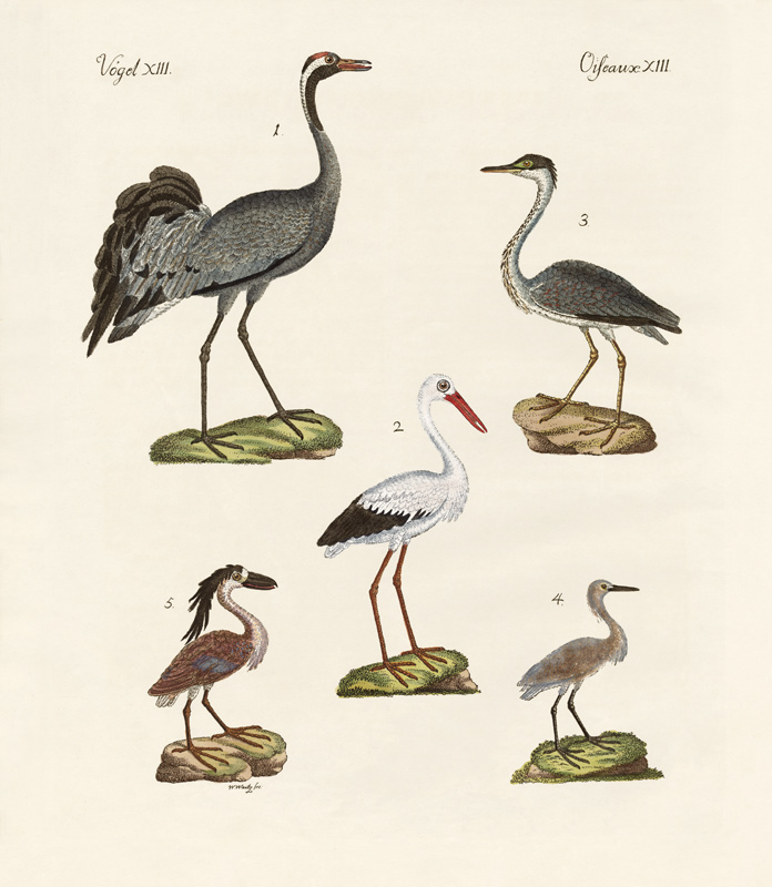 Strange beach birds von German School, (19th century)