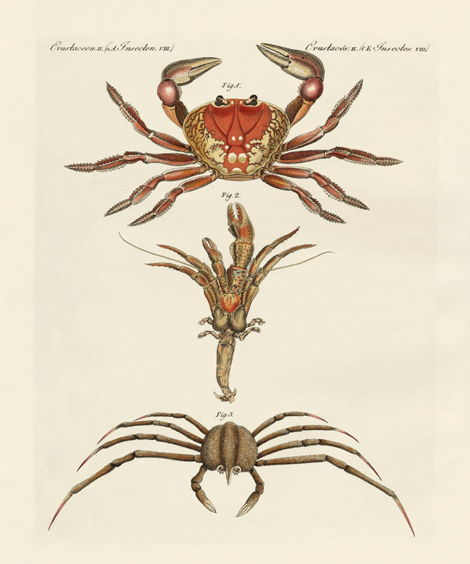 Strange crabs von German School, (19th century)