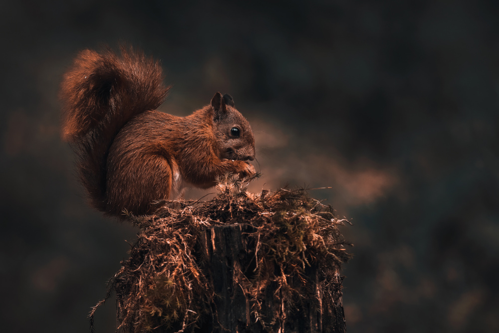 Dark forest von Gert J ter Horst