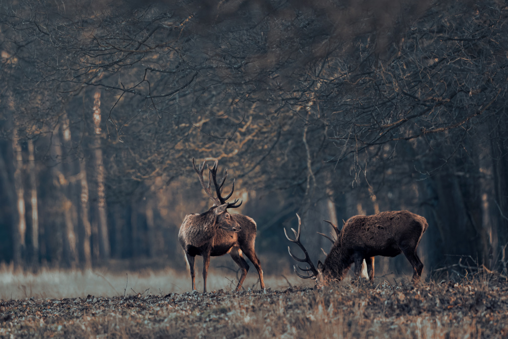 Antlers grazing together von Gert J ter Horst