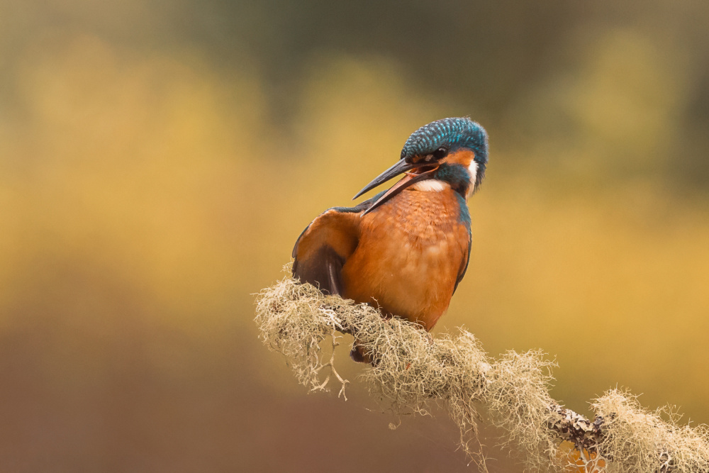 Cleaning my feathers von Gert J ter Horst