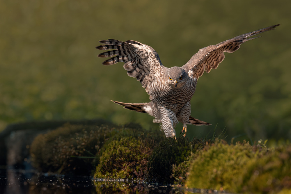 In a hurry von Gert J ter Horst