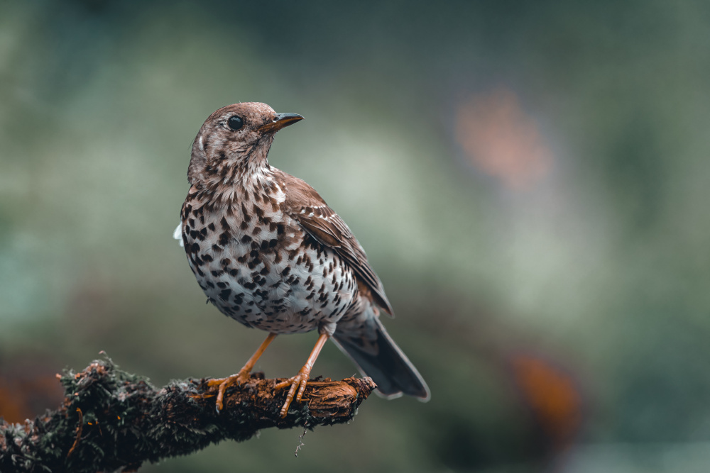 Mistle Thrush perching von Gert J ter Horst