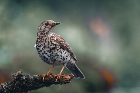 Mistle Thrush perching