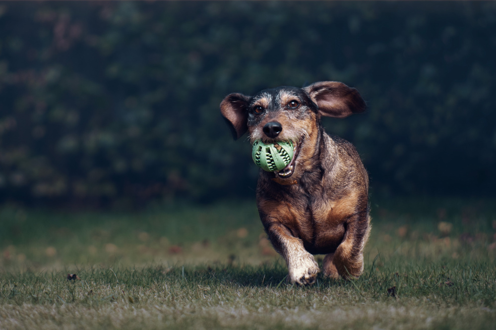 Playing with a ball von Gert J ter Horst