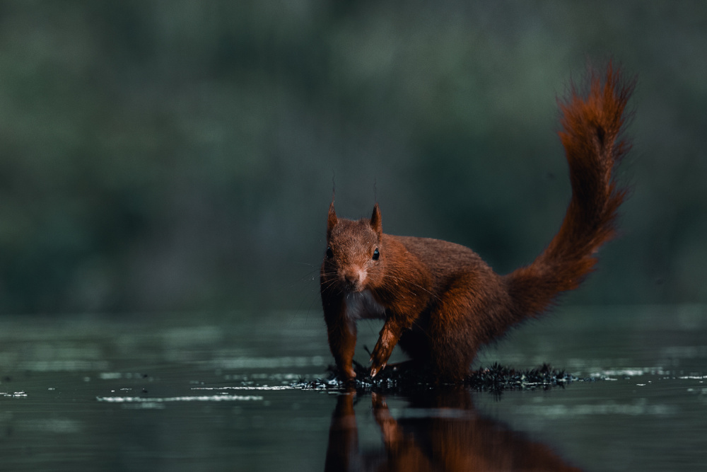 Wet feet von Gert J ter Horst