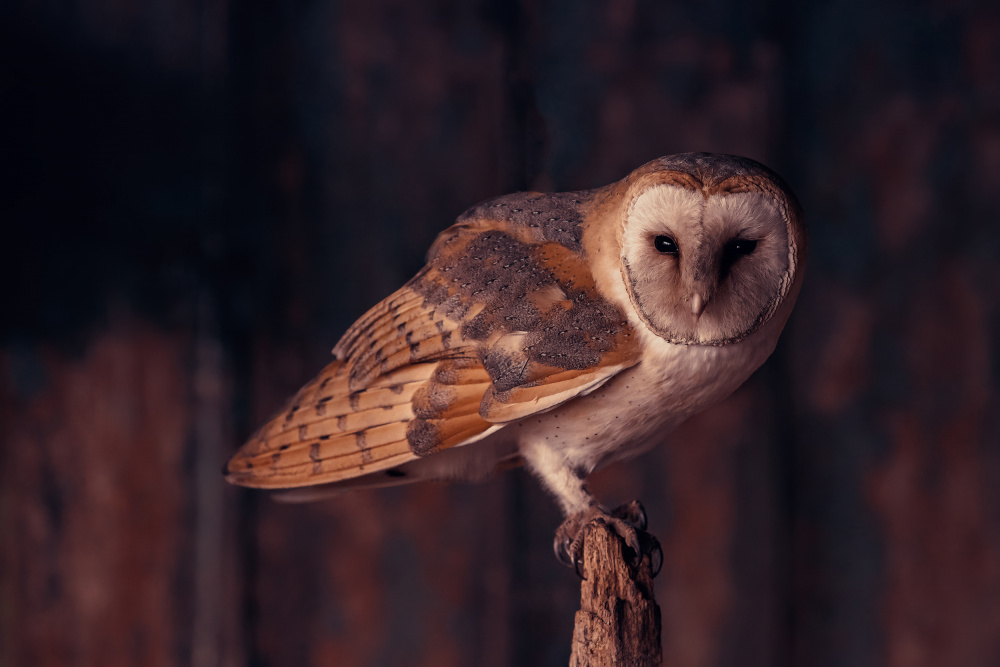 Barn owl perching in the dark von Gert J ter Horst