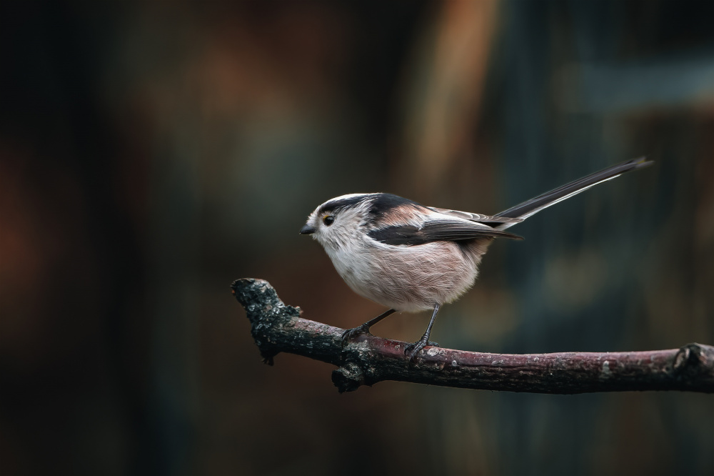 Perching long-tailed tit von Gert J ter Horst