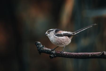 Perching long-tailed tit