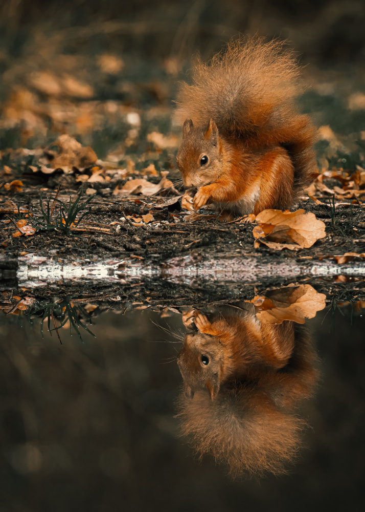 Reflection of a red squirrel von Gert J ter Horst