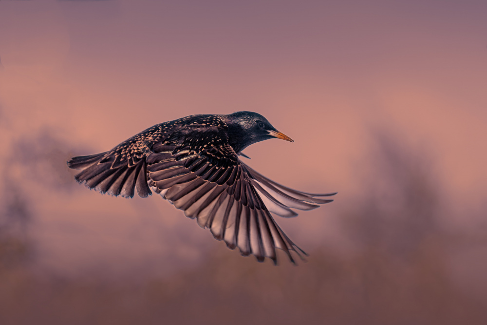 Starling at sunset von Gert J ter Horst